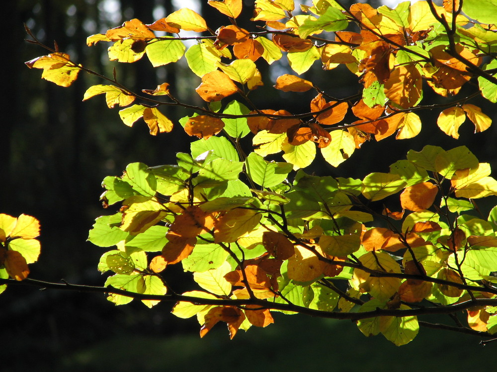 Licht im Dunkeln