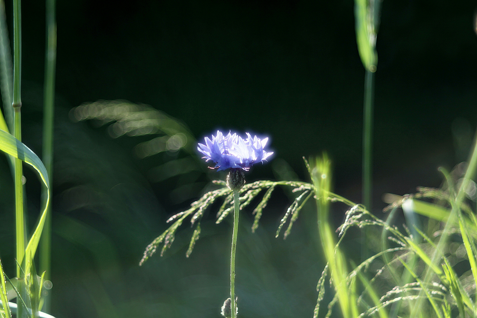 Licht im Dunkeln