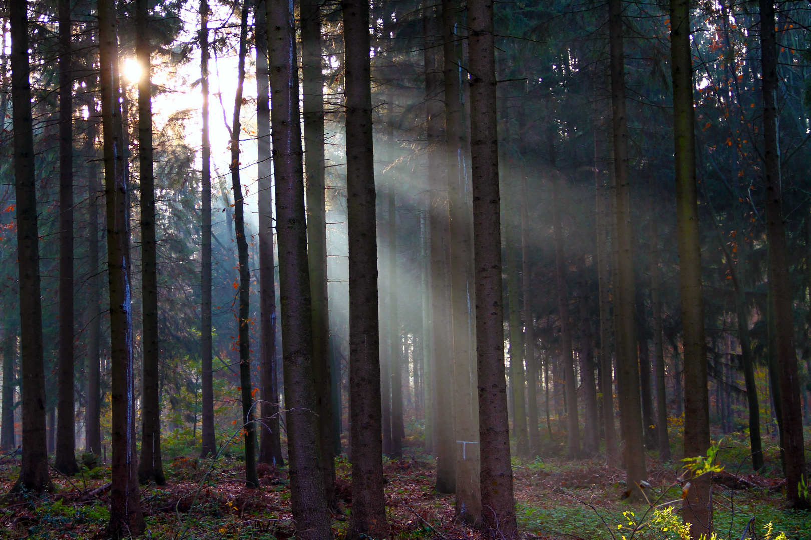 Licht im dunklen