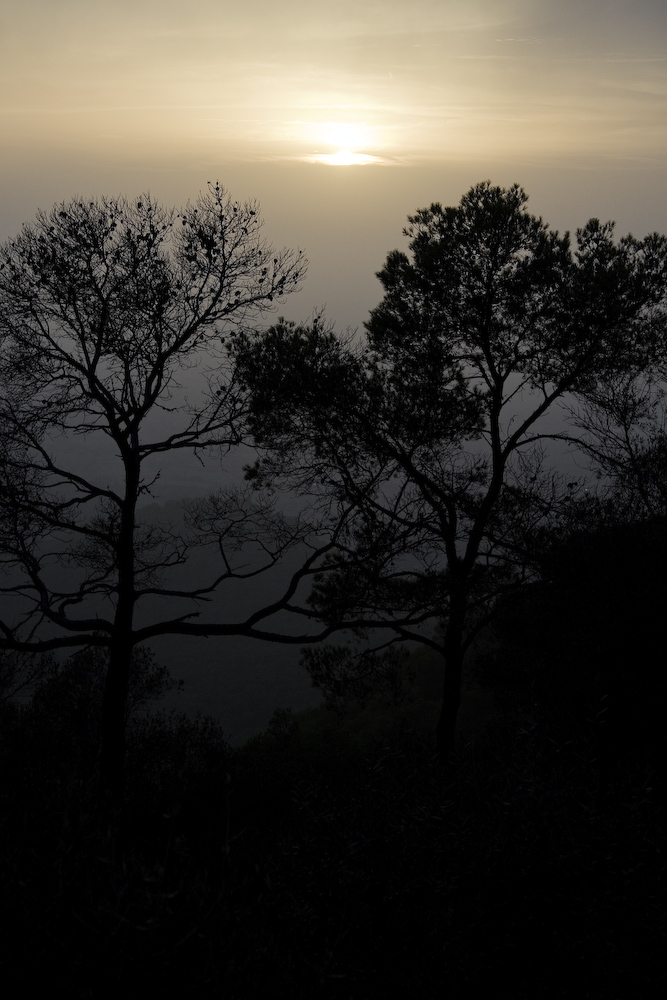 Licht im dunklen Wald