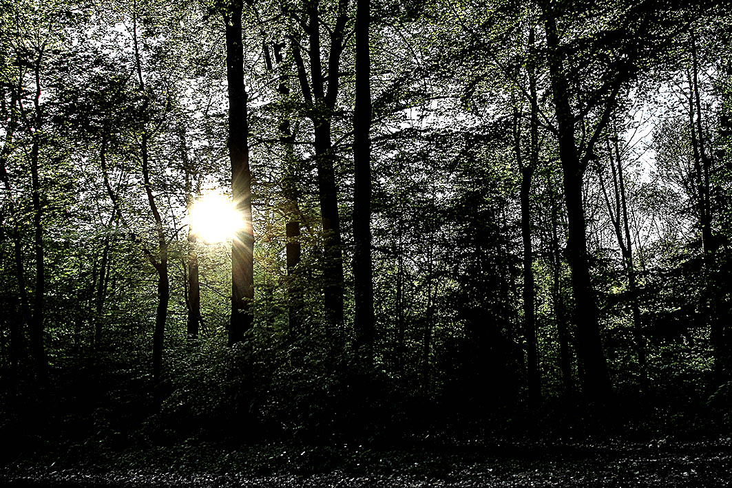 Licht im dunklen Wald