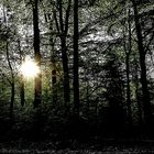 Licht im dunklen Wald