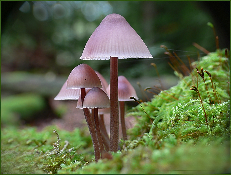 Licht im dunklen Wald