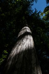 Licht im dunklen Wald