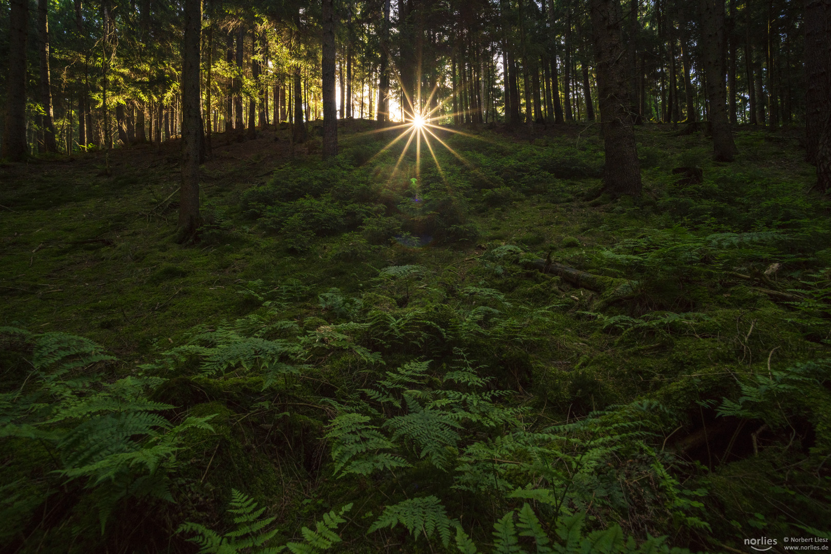 Licht im dunklen Wald