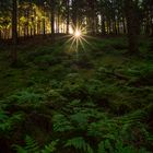 Licht im dunklen Wald