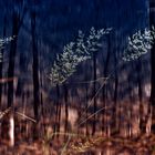 Licht im dunklen Wald 