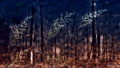 Licht im dunklen Wald 