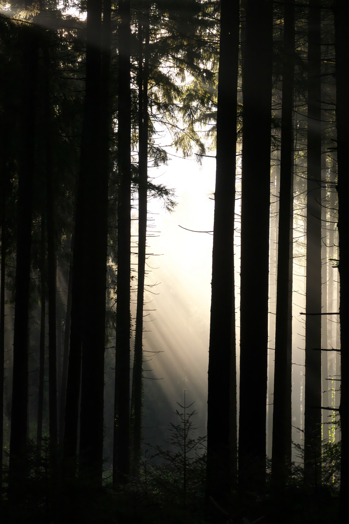 Licht im dunklen Wald