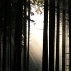 Licht im dunklen Wald