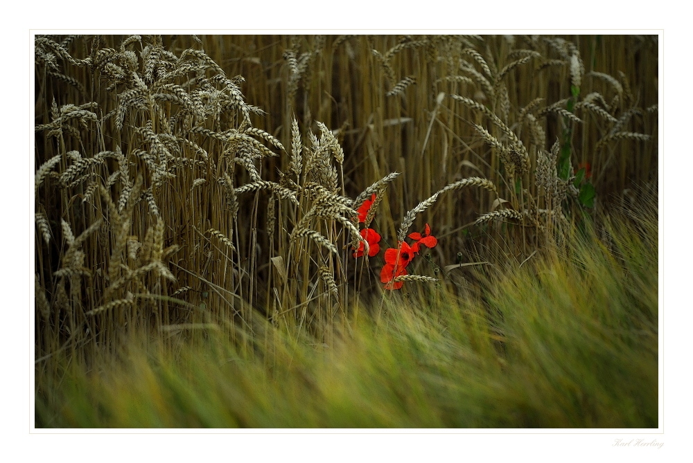 Licht im Feld