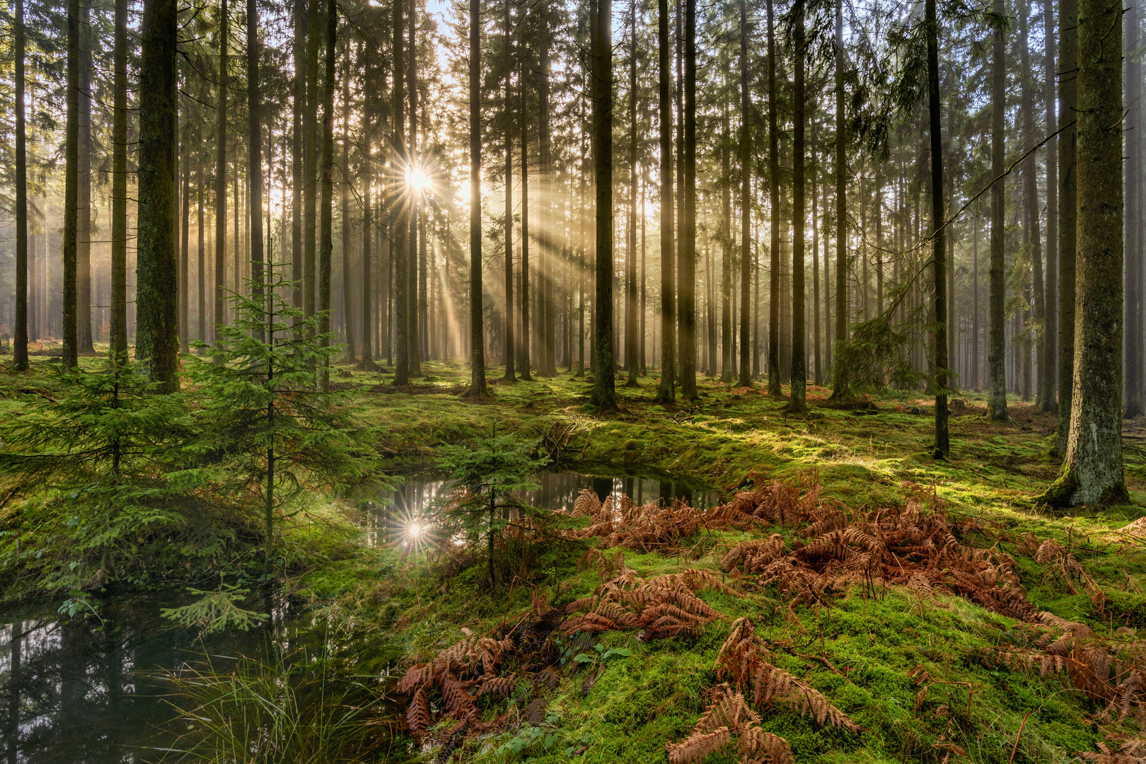 *Licht im Fichtenwald*