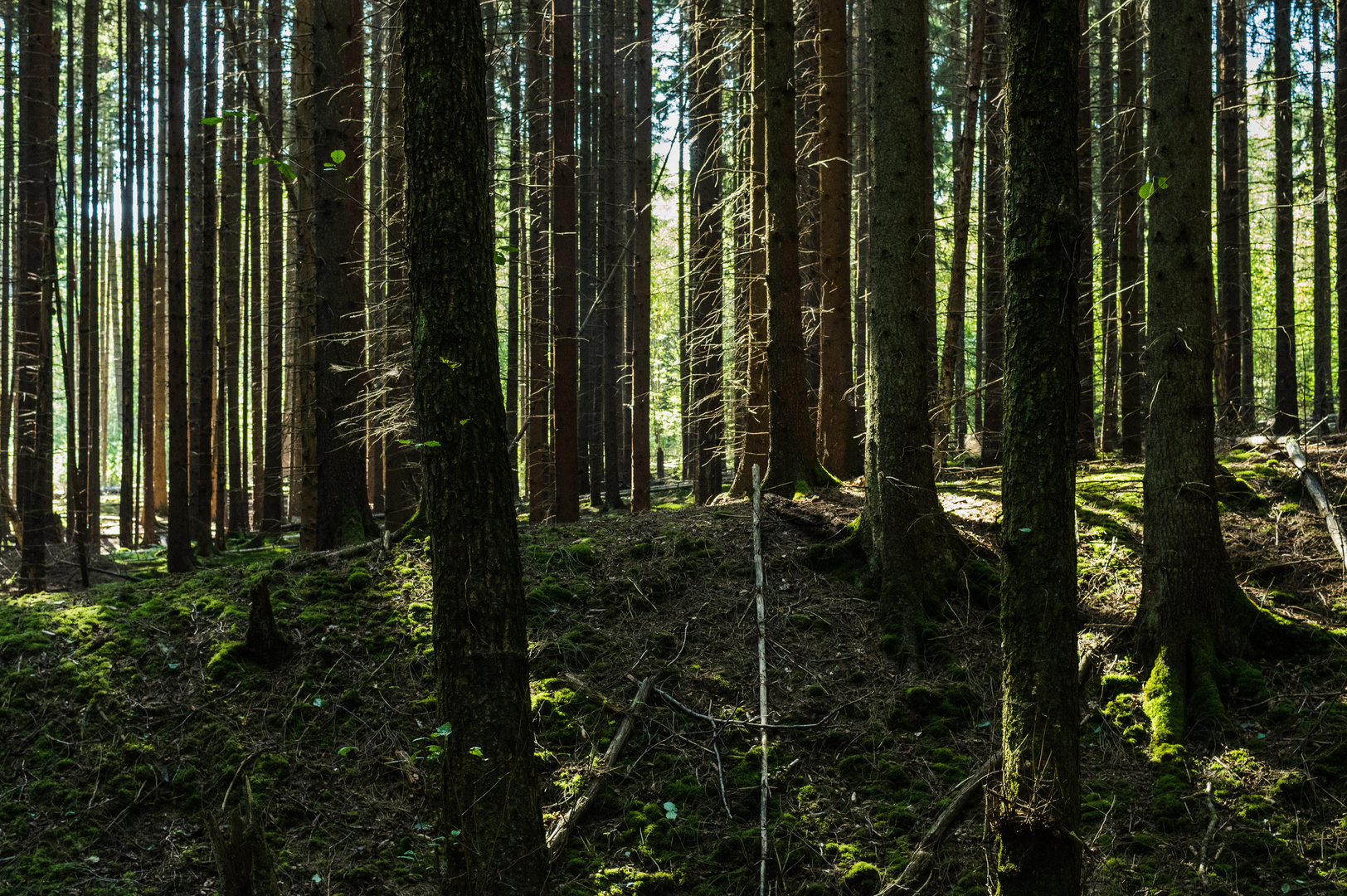 Licht im Fichtenwald