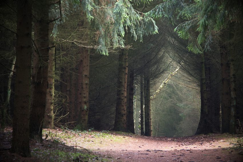 Licht im Fichtenwald