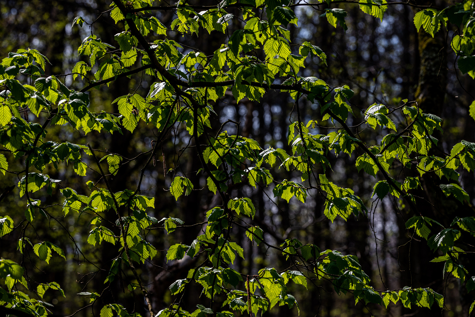 Licht im Frühlingswald