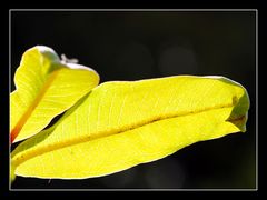 Licht im Garten