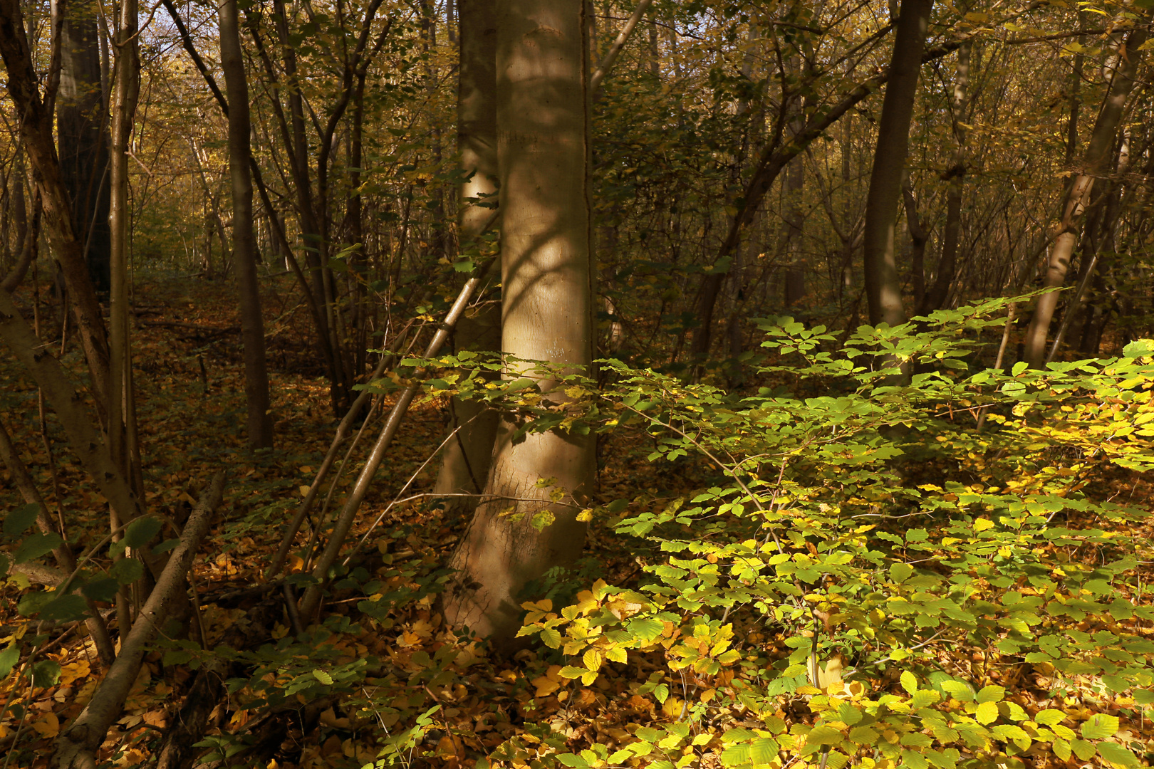 Licht im Gehölz