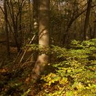 Licht im Gehölz