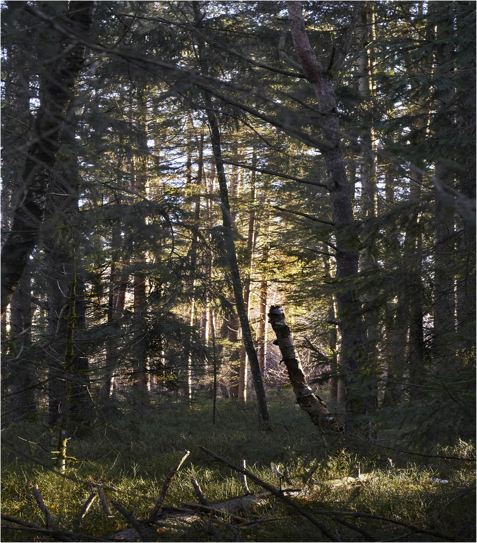 Licht im Gehölz