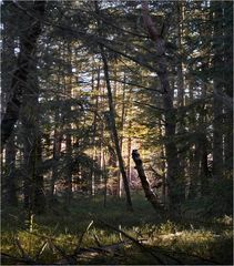 Licht im Gehölz