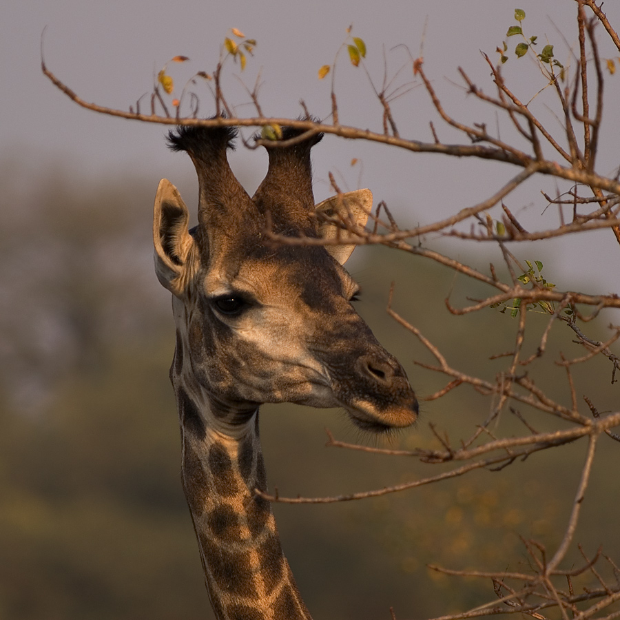 Licht im Giraffenauge