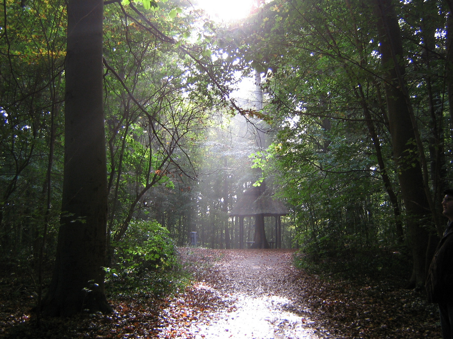 Licht im grünen Dämmer / light in green dawn