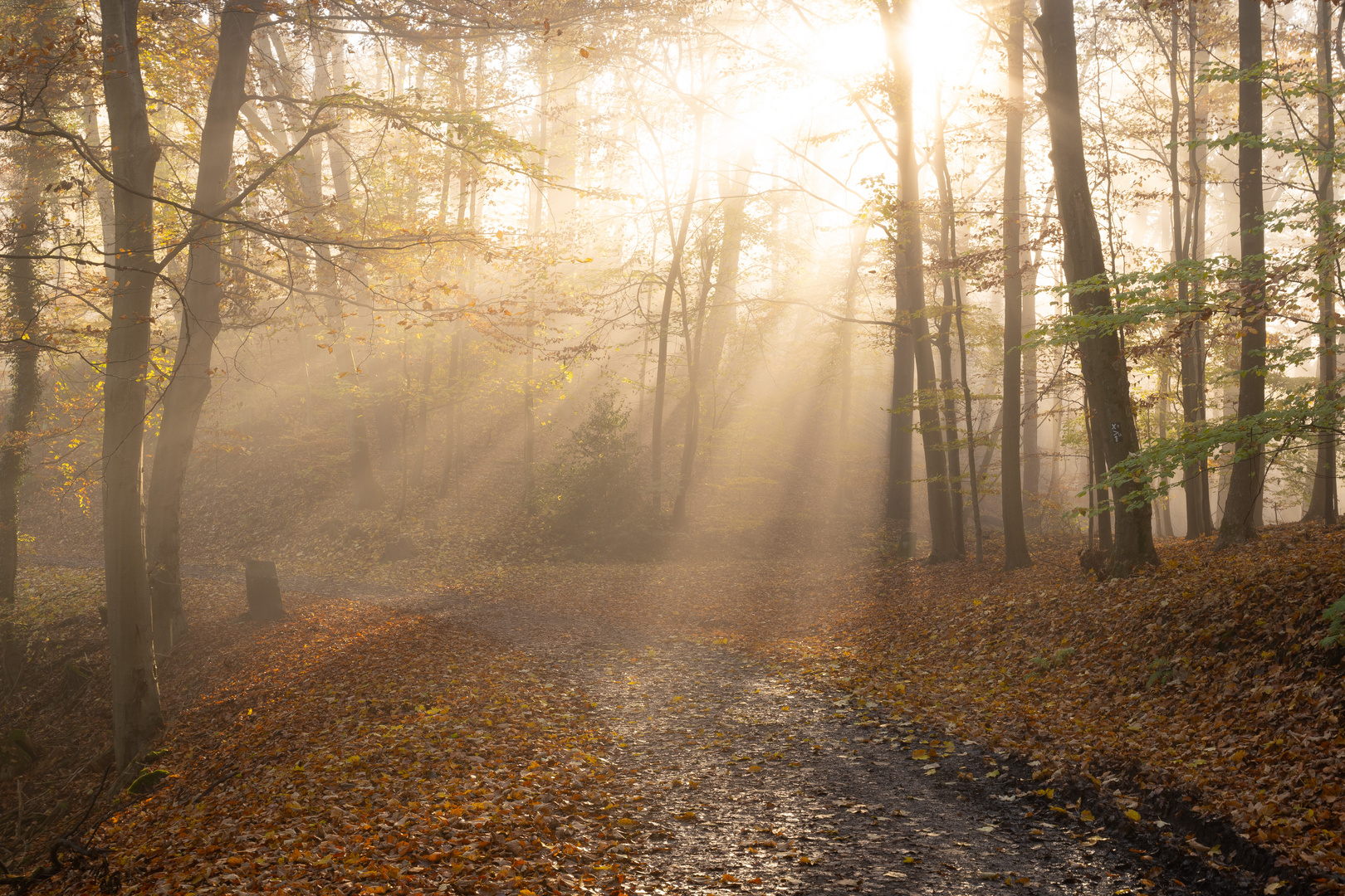 Licht im Herbst