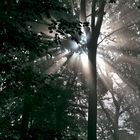 Licht im Herbstwald