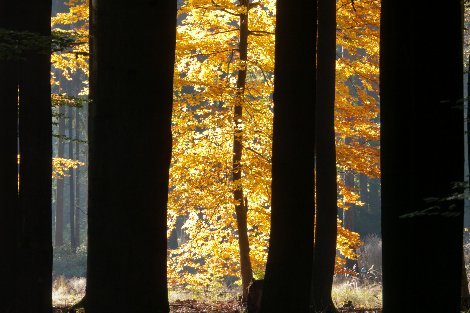 Licht im Herbstwald