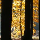 Licht im Herbstwald