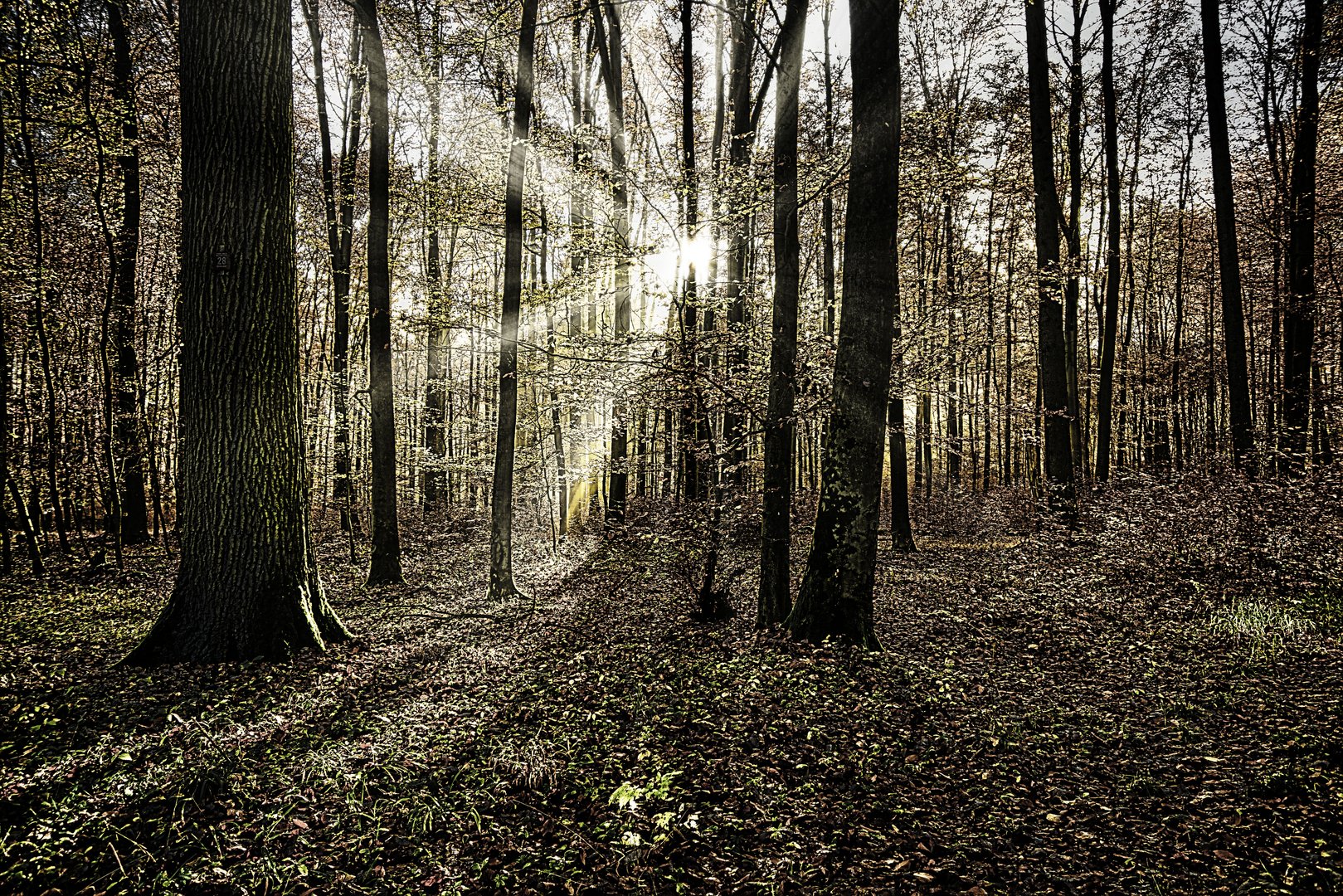 Licht im Herbstwald