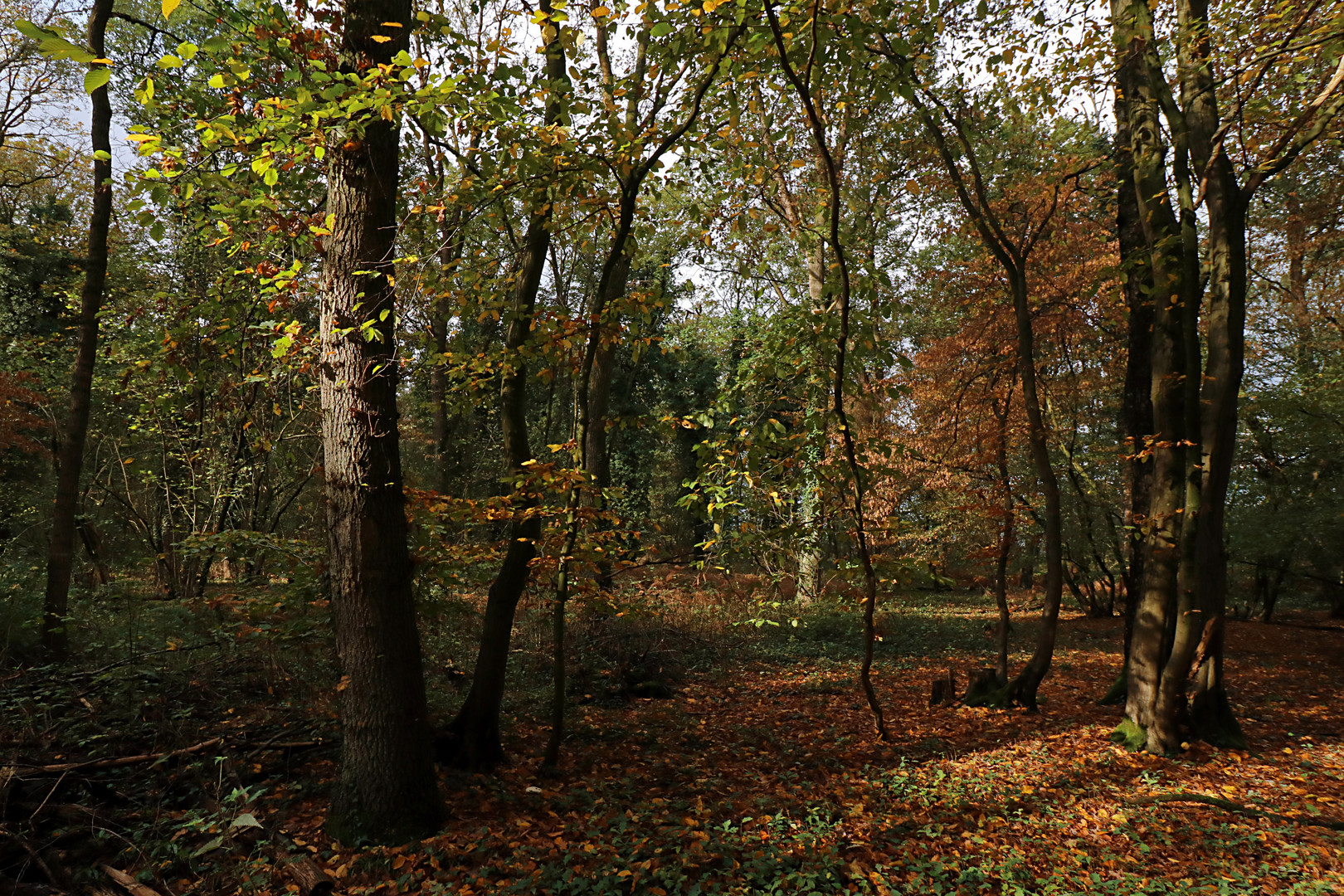 Licht im Herbstwald