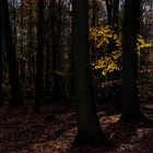 Licht im Herbstwald