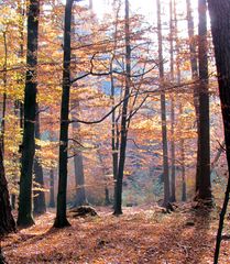 Licht im Herbstwald