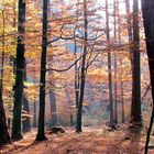 Licht im Herbstwald