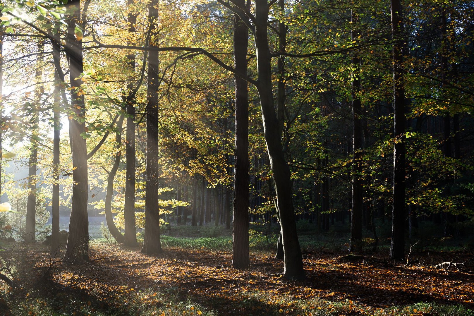 Licht im Herbstwald