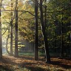 Licht im Herbstwald