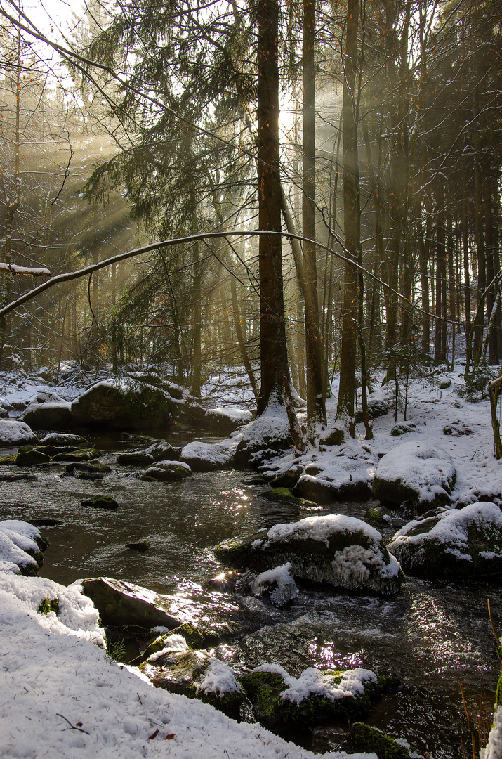 Licht im Höllbachtal