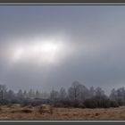 Licht im Hohen Venn (01887)