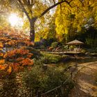 Licht im Japangarten