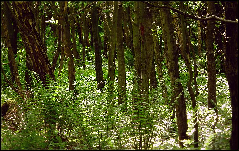 Licht im Jungwald