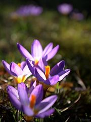 Licht im Krokus