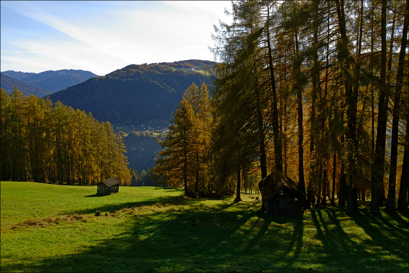 Licht im Lärchenwald