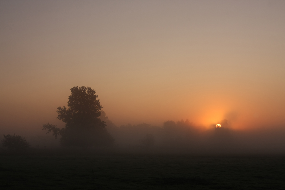 Licht im Moor