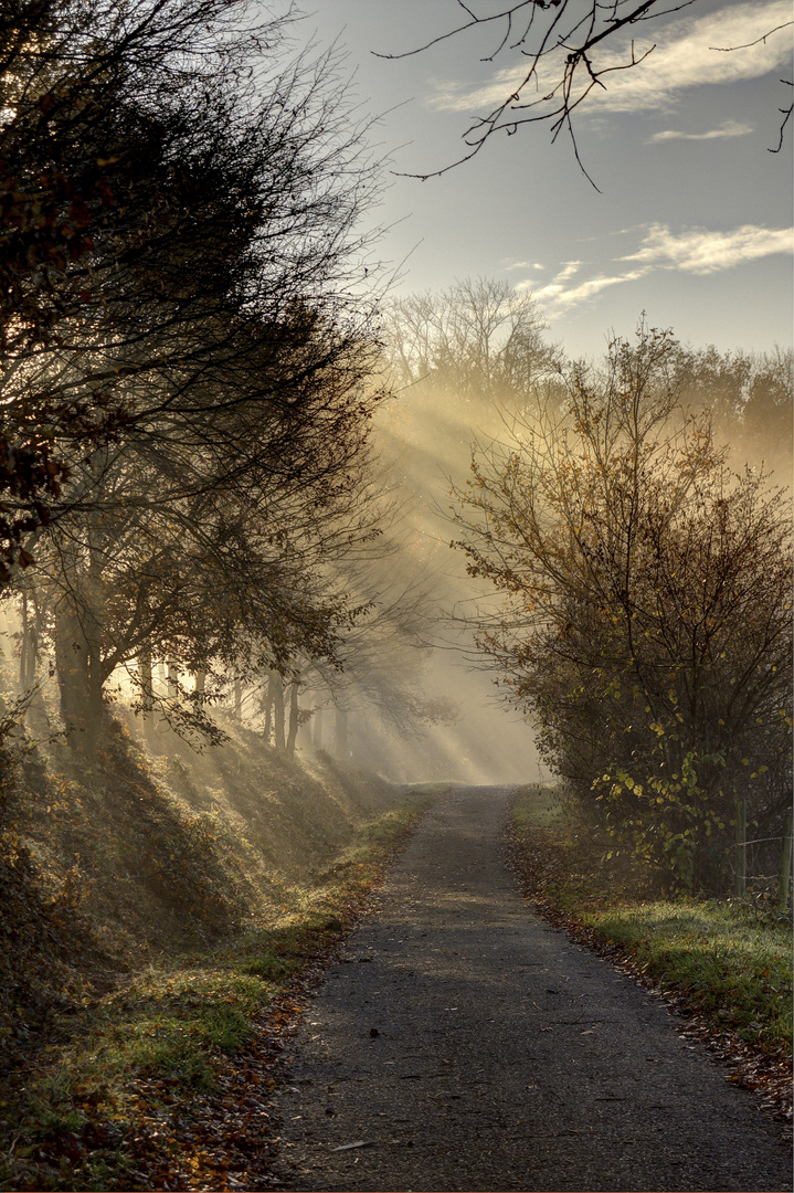 Licht im Nebel