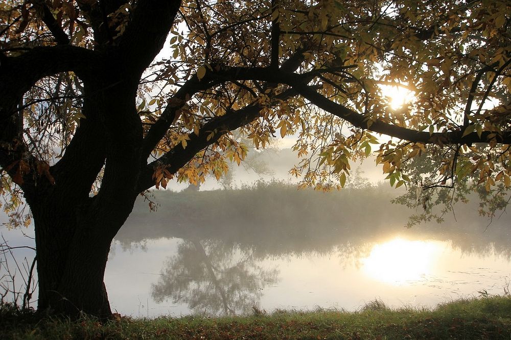 Licht im Nebel