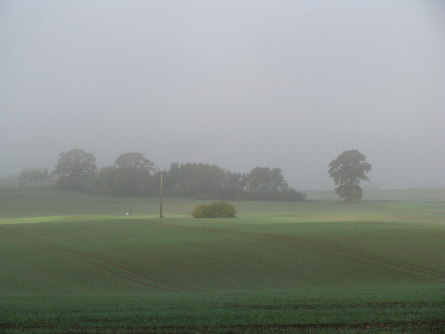 Licht im Nebel