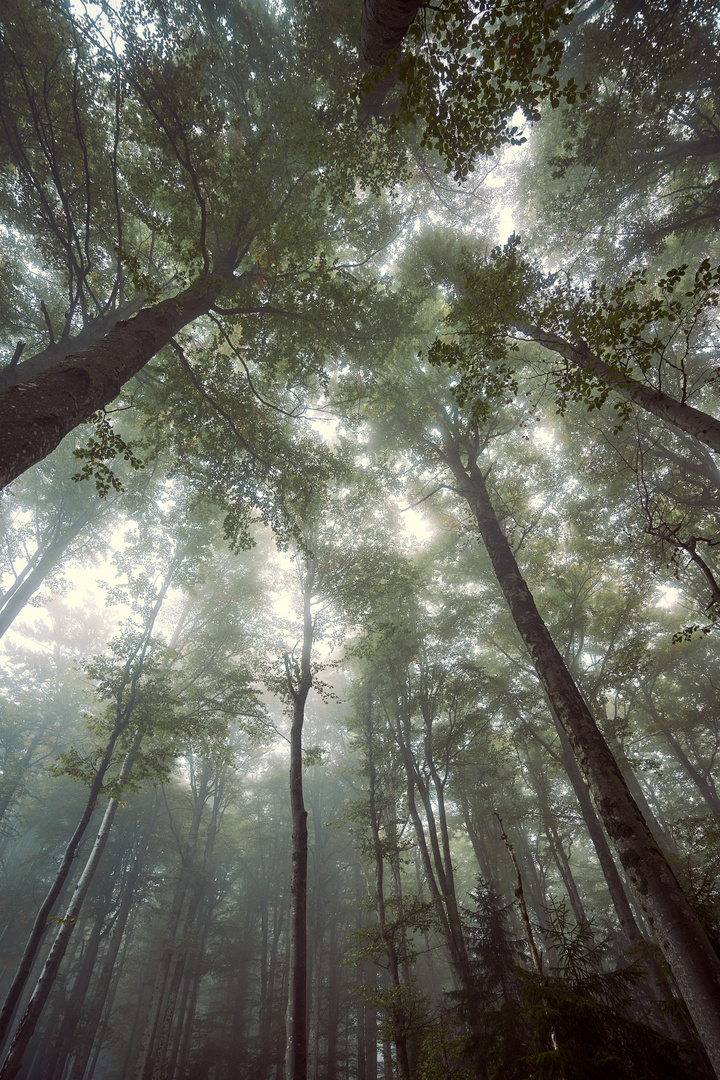 Licht im Nebel