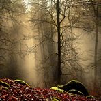 Licht im Nebelwald