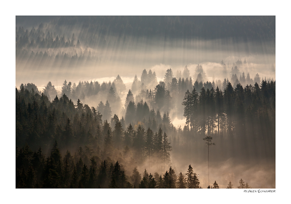 Licht im Nebelwald